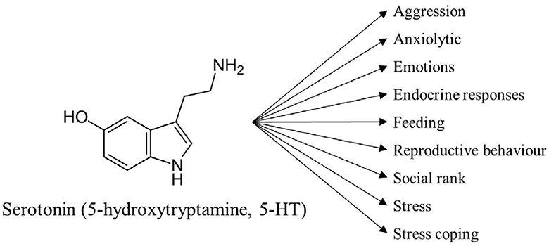 serotonin