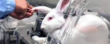 Should animal testing be illegal?