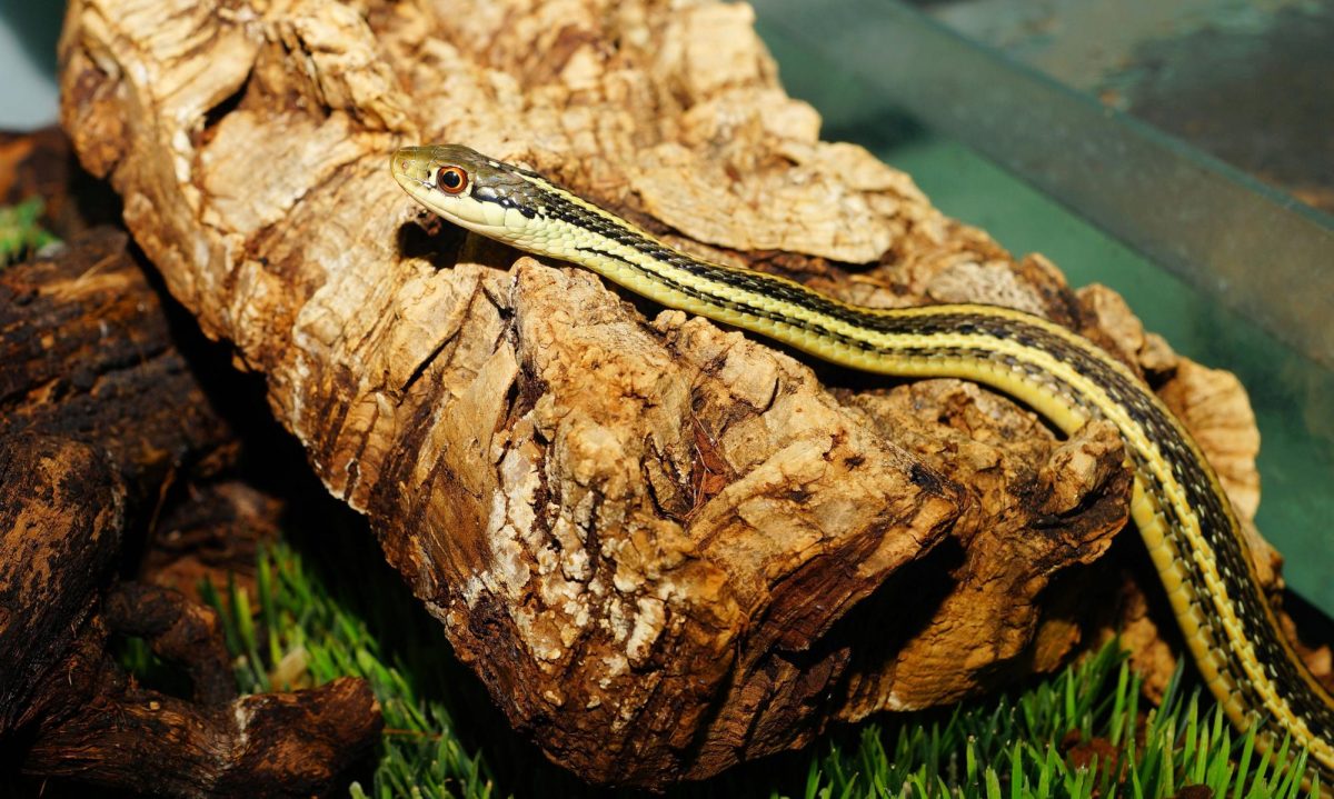 An image of an Eastern Garter Snake.